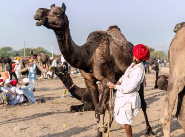 PUSHKAR, RAJASTHAN / INDIA - Kasım 2019: Pushkar fuarında develerin ve tüccarların panayırda portresi