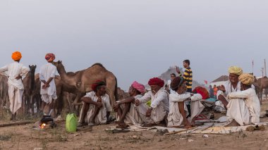 PUSHKAR, RAJASTHAN / INDIA - Kasım 2019: Pushkar fuarında tüccarlarıyla birlikte develer