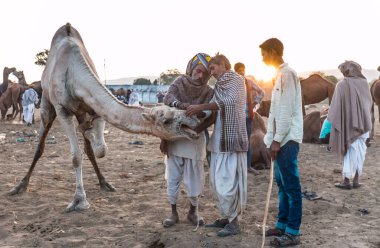 PUSHKAR, RAJASTHAN / INDIA - Kasım 2019: Pushkar fuarında develerin ve tüccarların panayırda portresi