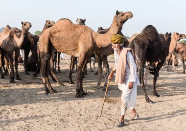 PUSHKAR, RAJASTHAN / INDIA - Kasım 2019: Pushkar fuarında develerin ve tüccarların panayırda portresi