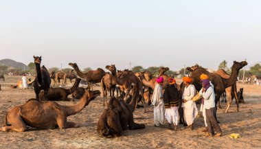 PUSHKAR, RAJASTHAN / INDIA - Kasım 2019: Pushkar fuarında tüccarlarıyla birlikte develer