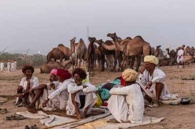 PUSHKAR, RAJASTHAN / INDIA - Kasım 2019: Pushkar fuarında tüccarlarıyla birlikte develer
