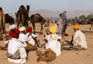 PUSHKAR, RAJASTHAN / INDIA - Kasım 2019: Pushkar fuarında tüccarlarıyla birlikte develer