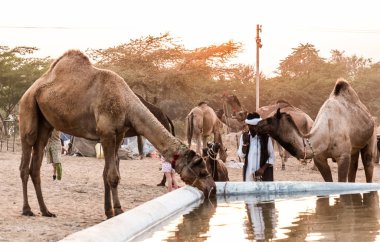 PUSHKAR, RAJASTHAN / INDIA - Kasım 2019: Pushkar fuarında tüccarlarıyla birlikte develer