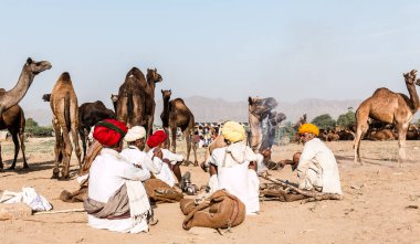 PUSHKAR, RAJASTHAN / INDIA - Kasım 2019: Pushkar fuarında tüccarlarıyla birlikte develer
