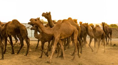 PUSHKAR, RAJASTHAN / INDIA - Kasım 2019: Pushkar fuarında develerin ve tüccarların panayırda portresi