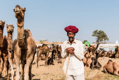 PUSHKAR, RAJASTHAN / INDIA - Kasım 2019: Pushkar fuarında tüccarlarıyla birlikte develer