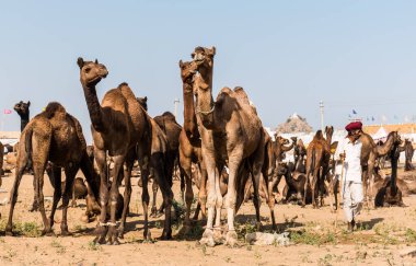 PUSHKAR, RAJASTHAN / INDIA - Kasım 2019: Pushkar fuarında tüccarlarıyla birlikte develer