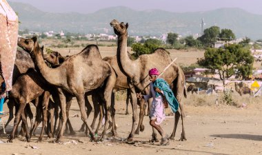 PUSHKAR, RAJASTHAN / INDIA - Kasım 2019: Pushkar fuarında tüccarlarıyla birlikte develer
