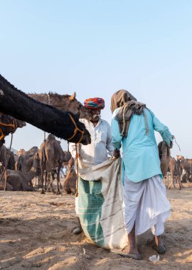 PUSHKAR, RAJASTHAN / INDIA - Kasım 2019: Pushkar fuarında tüccarlarıyla birlikte develer