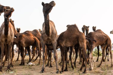 PUSHKAR, RAJASTHAN / INDIA - Kasım 2019: Pushkar fuarında develerin ve tüccarların panayırda portresi