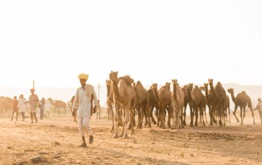Puşkar, Rajasthan, Hindistan - Ekim 2017: Deve tüccarları develerini develeri satmak için deve panayırındaki kumlara götürdüler