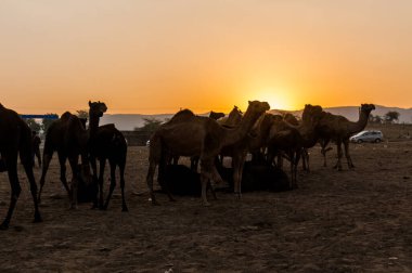 Puşkar, Rajasthan, Hindistan - Ekim 2017 - Pushkar Deve Fuarı 'nda yerel halk, deve tüccarları ve develer