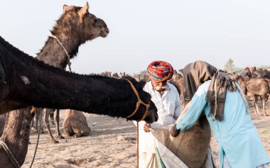 PUSHKAR, RAJASTHAN / INDIA - Kasım 2019: Pushkar fuarında tüccarlarıyla birlikte develer