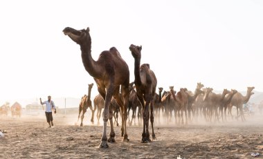 PUSHKAR, RAJASTHAN / INDIA - Kasım 2019: Pushkar fuarında develerin ve tüccarların panayırda portresi