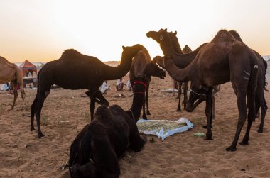 Puşkar, Rajasthan, Hindistan - Ekim 2017 - Pushkar Deve Fuarı 'nda yerel halk, deve tüccarları ve develer