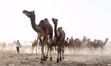 PUSHKAR, RAJASTHAN / INDIA - Kasım 2019: Pushkar fuarında develerin ve tüccarların panayırda portresi