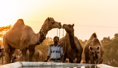 PUSHKAR, RAJASTHAN / INDIA - Kasım 2019: Pushkar fuarında tüccarlarıyla birlikte develer
