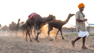 PUSHKAR, RAJASTHAN / INDIA - Kasım 2019: Pushkar fuarında develerin ve tüccarların panayırda portresi