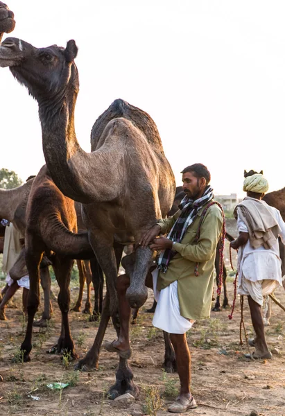 Pushkar Rajasthan India November 2019 Camels Pushkar Fair Traders Fair — Foto Stock