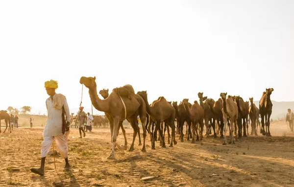 Пушкар Раджастан Индия Окт 2017 Торговцы Верблюдами Перевозят Верблюдов Песке — стоковое фото