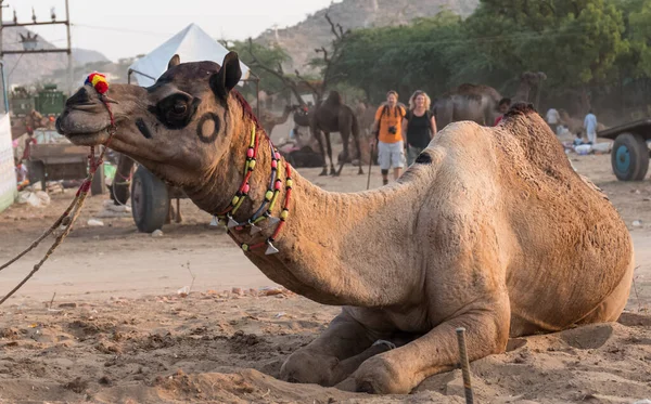 Pushkar Rajasthan Índia Novembro 2019 Camelos Feira Pushkar Com Seus — Fotografia de Stock