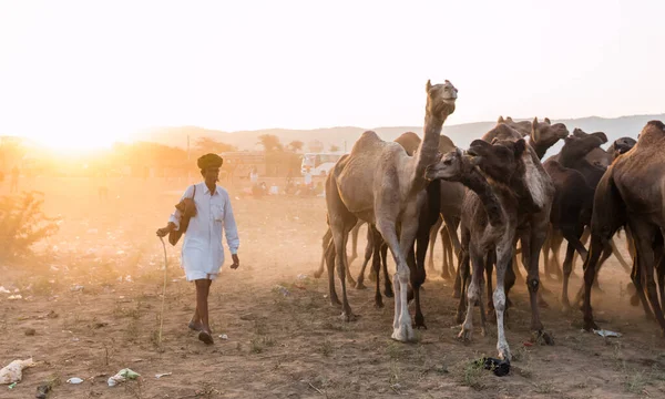 Pushkar Rajasthan India Noviembre 2019 Retrato Camellos Feria Pushkar Con —  Fotos de Stock