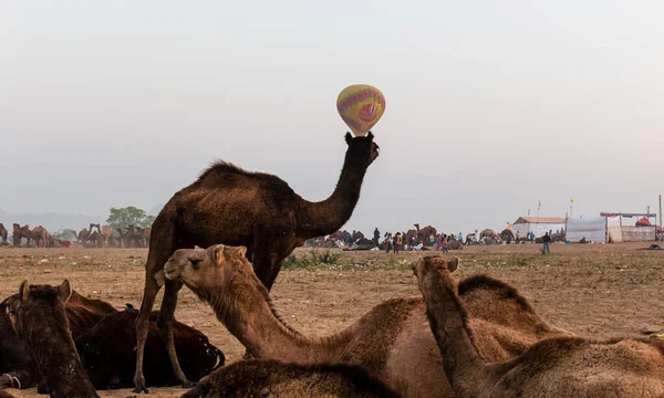 Pushkar Rajasthan India November 2019 Kamelen Pushkar Camel Kermis — Stockfoto