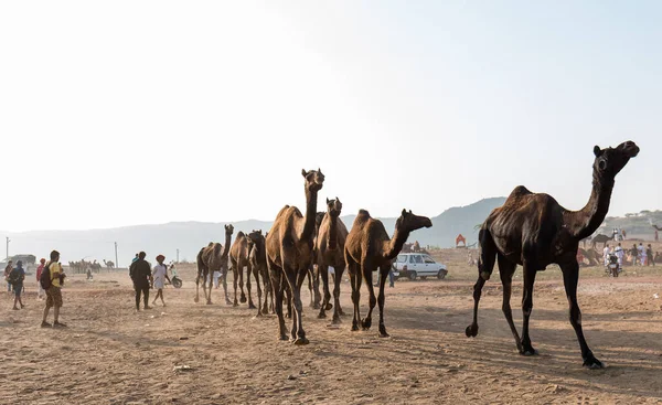 Pushkar Rajasthan India Okt 2017 Kamelenhandelaren Nemen Hun Kamelen Mee — Stockfoto