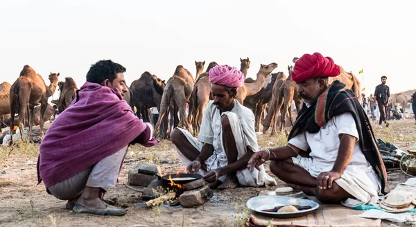 Pushkar Rajasthan India November 2019 Camels Pushkar Fair Traders Fair — Fotografia de Stock