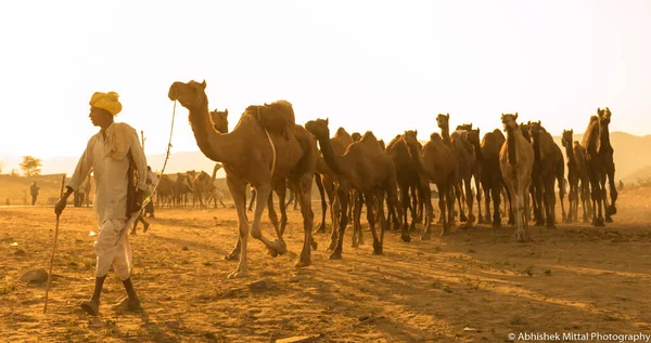 Pushkar Rajasthan Índia Oct 2017 Comerciantes Camelos Levam Seus Camelos — Fotografia de Stock