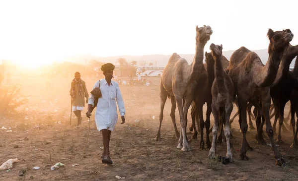 Pushkar Rajasthan Índia Novembro 2019 Retrato Camelos Feira Pushkar Com — Fotografia de Stock