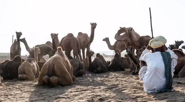 Pushkar Rajasthan Inde Novembre 2019 Camels Foire Pushkar Avec Leurs — Photo