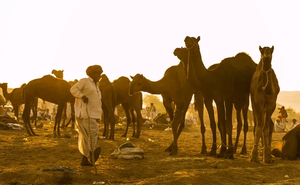 Pushkar Rajasthan India November 2019 Kamelen Pushkar Beurs Met Hun — Stockfoto