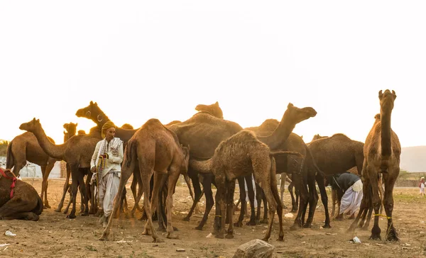 Pushkar Rajasthan India November 2019 Portrait Camels Pushkar Fair Traders — Foto Stock