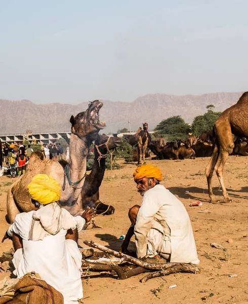 Pushkar Rajasthan India November 2019 Camels Pushkar Fair Traders Fair — Fotografia de Stock