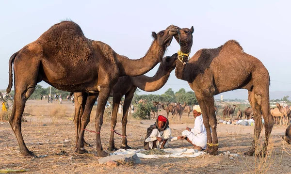PUSHKAR, RAJASTHAN / INDIA - Kasım 2019: Pushkar fuarında tüccarlarıyla birlikte develer