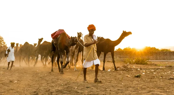 Pushkar Rajasthan India November 2019 Portrait Camels Pushkar Fair Traders — Stock Photo, Image