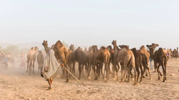 Pushkar Rajasthan India Листопад 2019 Портрет Верблюдів Ярмарку Пушкар Своїми — стокове фото