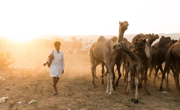 PUSHKAR, RAJASTHAN / INDIA - Kasım 2019: Pushkar fuarında develerin ve tüccarların panayırda portresi