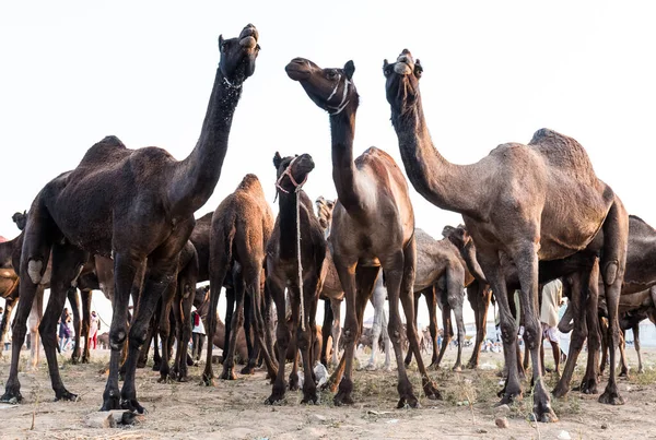 PUSHKAR, RAJASTHAN / INDIA - Kasım 2019: Pushkar fuarında develerin ve tüccarların panayırda portresi