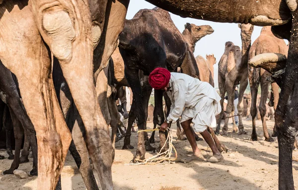 Pushkar Rajasthan India Листопад 2019 Camels Pushkar Fair Своїми Трейдерами — стокове фото