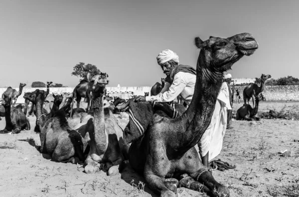 Pushkar Rajasthan Inde Novembre 2019 Camels Foire Pushkar Avec Leurs — Photo