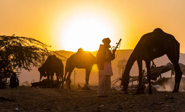 Pushkar Rajasthan Inde Novembre 2019 Camels Foire Pushkar Avec Leurs — Photo