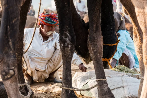 Pushkar Rajasthan India November 2019 Camels Pushkar Fair Traders Fair — Fotografia de Stock