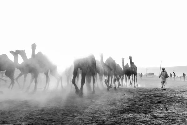 Pushkar Rajasthan Índia Novembro 2019 Camelos Feira Pushkar Com Seus — Fotografia de Stock