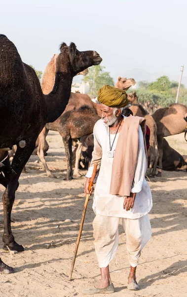 Pushkar Rajasthan India Listopad 2019 Portret Wielbłądów Targach Pushkar Handlowcami — Zdjęcie stockowe