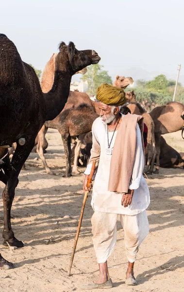 Pushkar Rajasthan India November 2019 Portrait Camels Pushkar Fair Traders — Foto Stock