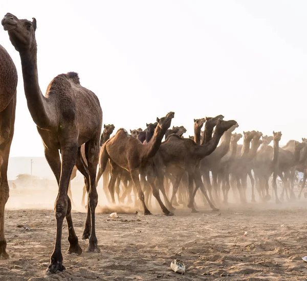 Pushkar Rajasthan Índia Novembro 2019 Retrato Camelos Feira Pushkar Com — Fotografia de Stock