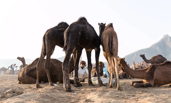 Pushkar Rajasthan India Noviembre 2019 Camellos Feria Pushkar Con Sus — Foto de Stock
